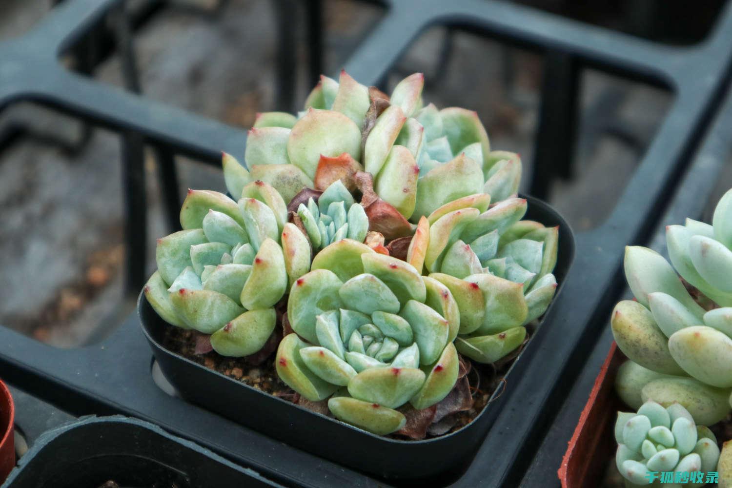 多肉植物养护心得：保持叶片健康的秘诀 (多肉植物养护方法)