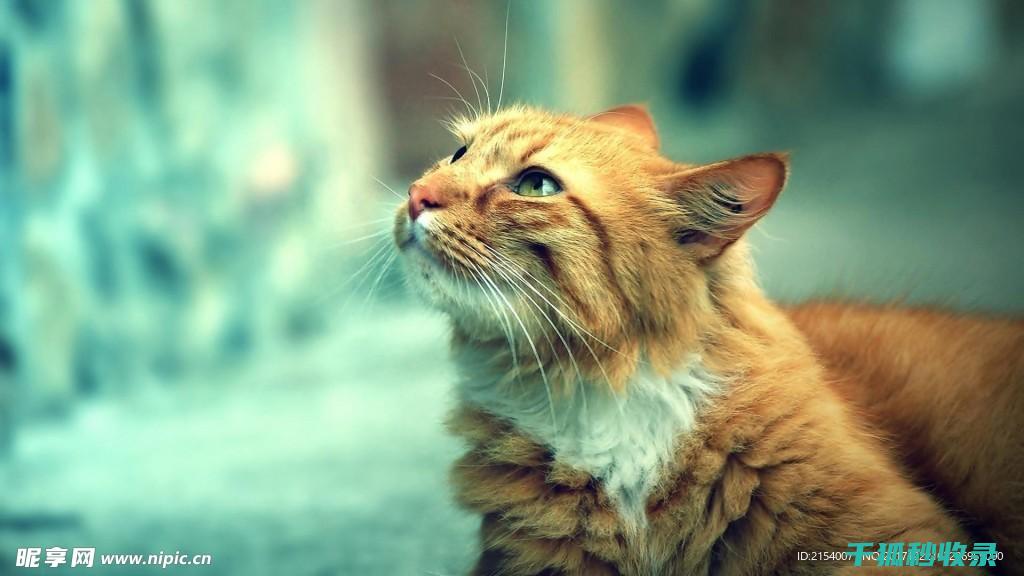 猫咪应激反应的常见表现及应对策略 (猫咪应激反应的表现)