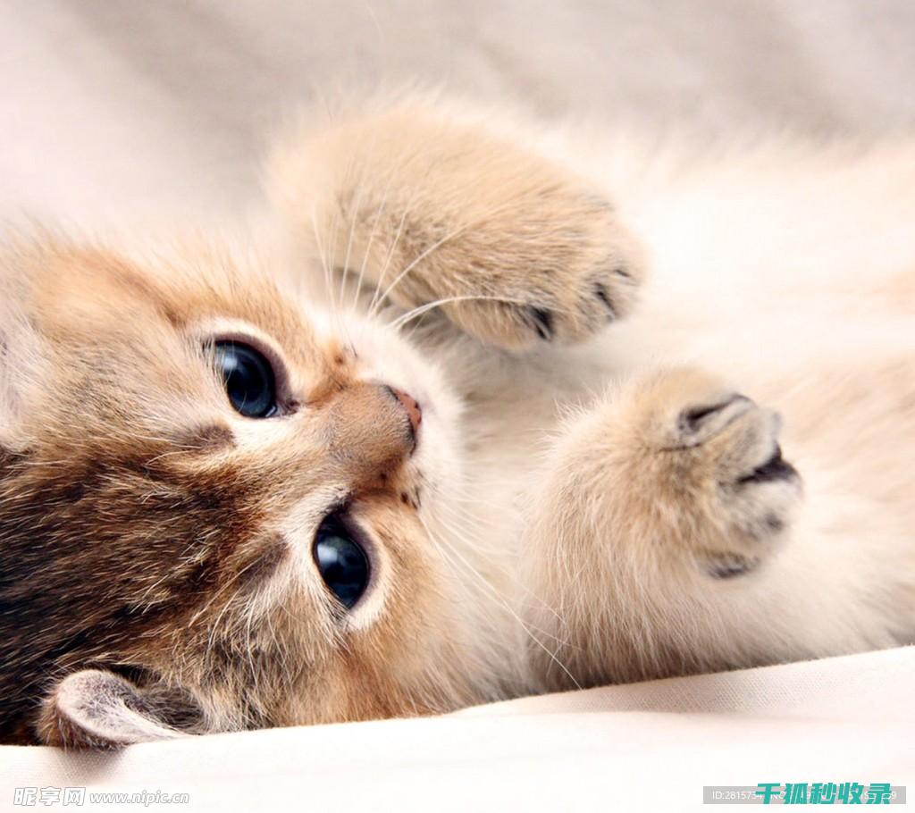 猫咪应激反应：如何通过改变喂食时间减轻压力 (猫咪应激反应怎么缓解)