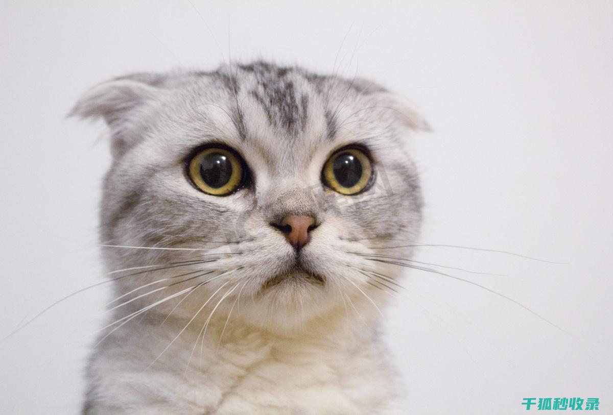 猫咪应激反应：如何通过增加户外活动频率改善情绪 (猫咪应激反应怎么缓解)