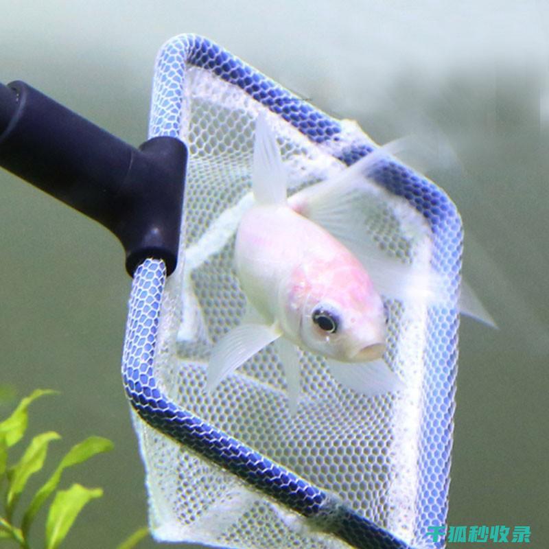 水族箱清洁全解析：从基础到进阶的全方位指导 (水族箱清洁全过程图片)