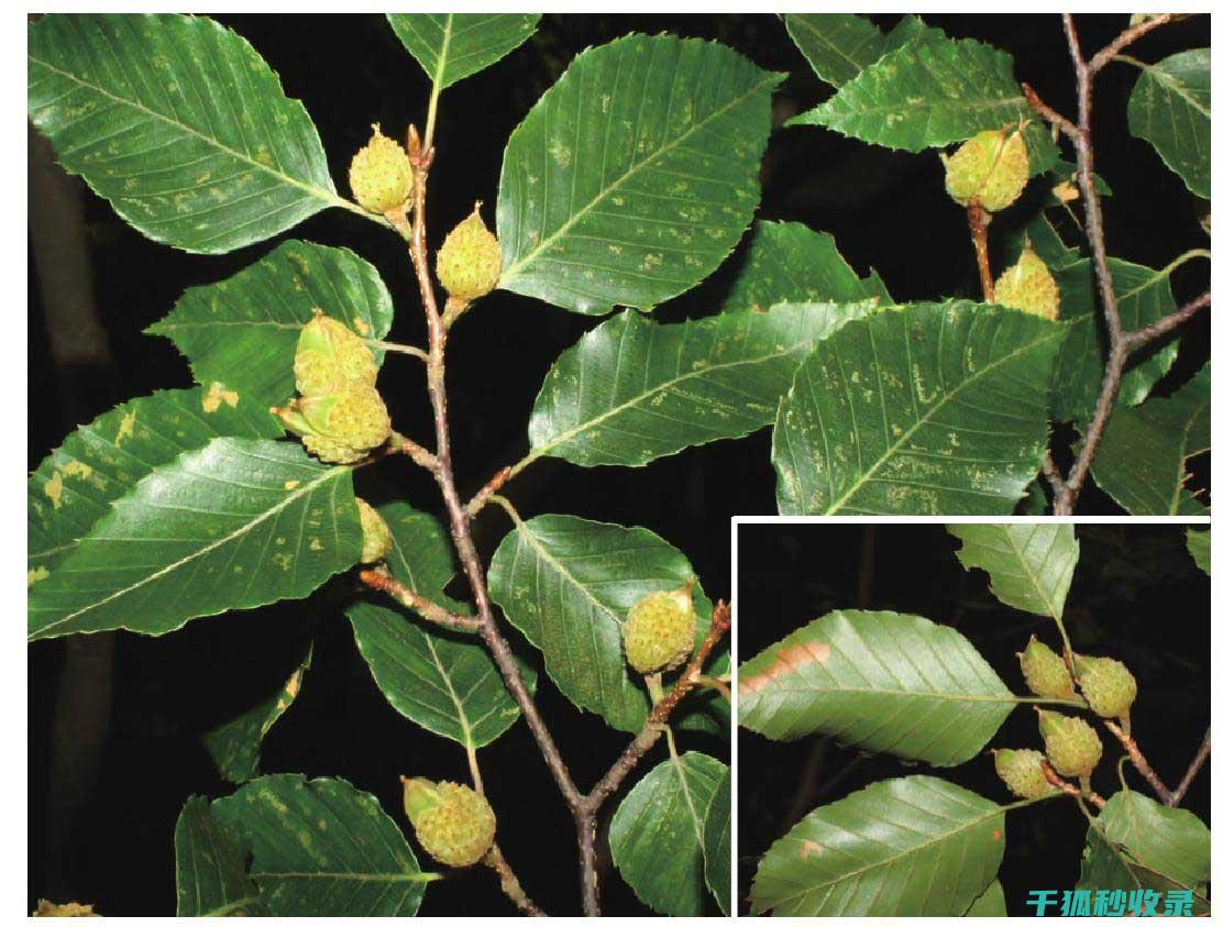 植物叶片光亮：阳光与植物的互动艺术 (植物叶片光亮剂配方)
