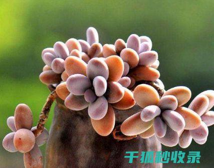 多肉植物养护全记录：从新手到专家的成长之路 (多肉植物养护技巧)