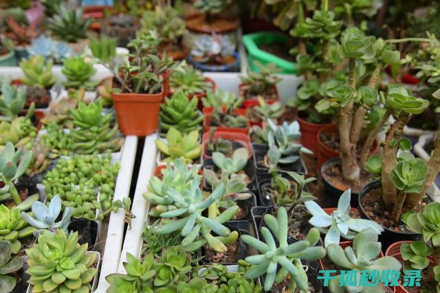 多肉植物养护全解惑：新手必看的养护问题解答 (怎样养多肉植物才又肥又壮)